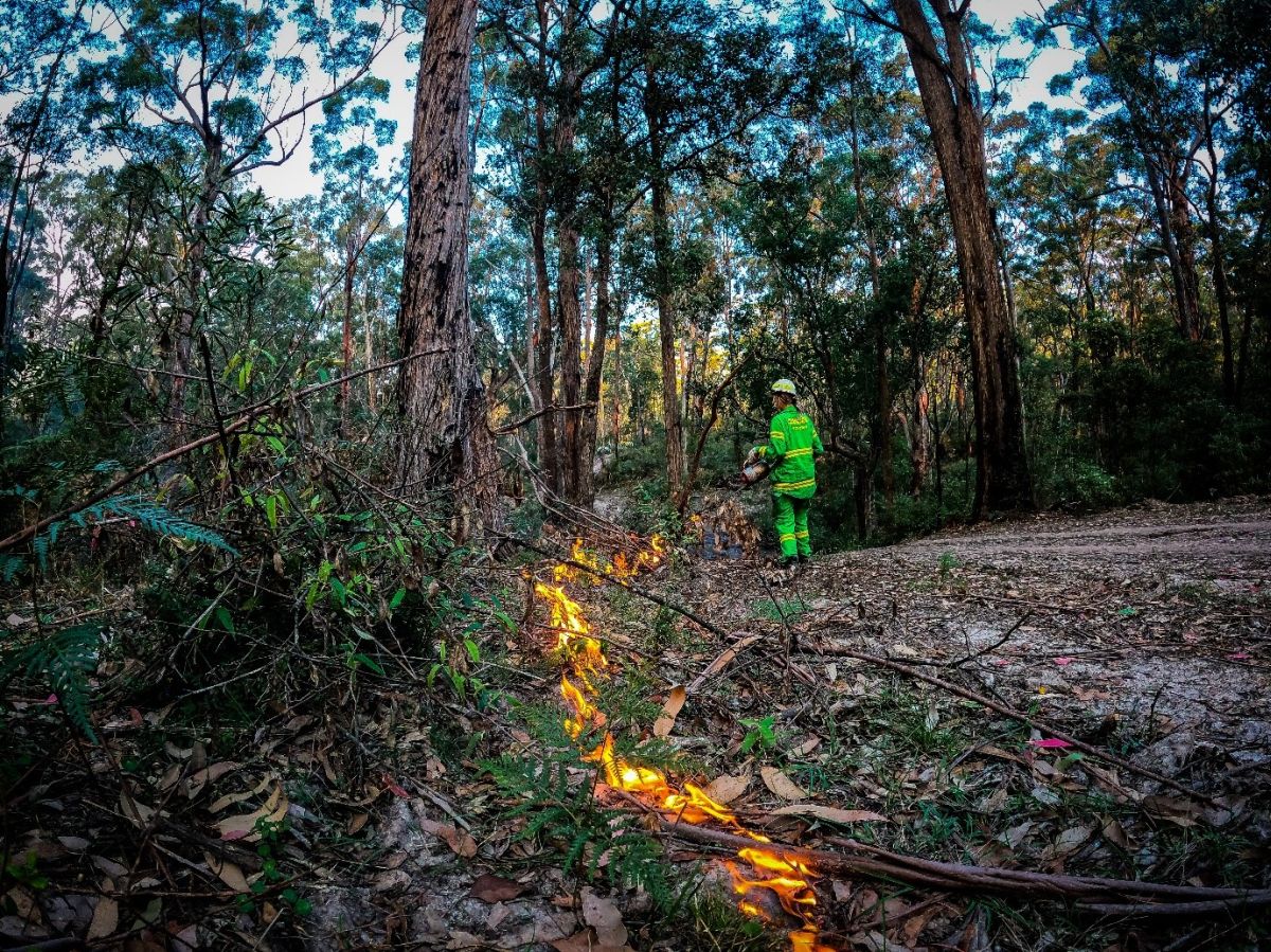 FFMVic firefighter undertaking planned burn works