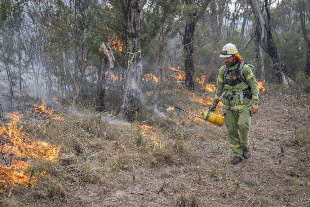 A firefighter holds a drip torch and walks along igniting a backburn