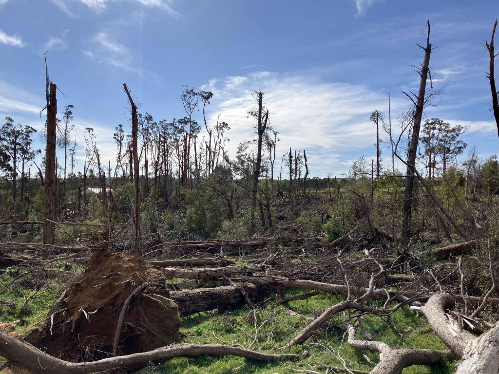 Storm debris on the ground