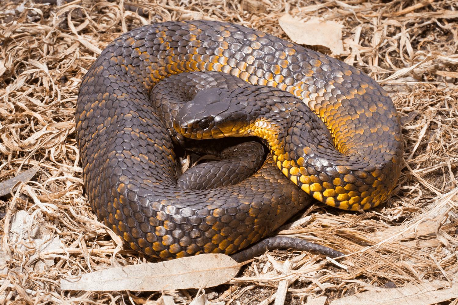 A tiger snake curled up on wood shavings